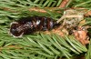 Calliteara abietis: Female exuvia (e.l. Germany, eastern Baden-W&uuml;rttemberg, larva found in late September 2024) [S]