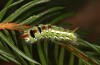 Calliteara abietis: Half-grown larva after hibernation (e.l. Germany, eastern Baden-W&uuml;rttemberg, larva found in late September 2024) [S]