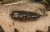 Calliteara abietis: Cocoon (e.l. Germany, eastern Baden-W&uuml;rttemberg, larva found in late September 2024) [S]