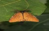 Orgyia antiquoides: Male (breeding photo, material from N-Germany, Lower Saxony, region Hannover, near Neustadt am Rübenberge) [S]