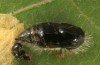 Orgyia antiquoides: Male pupa (breeding photo, material from N-Germany, Lower Saxony, region Hannover, near Neustadt am Rübenberge) [S]