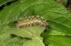 Orgyia antiquoides: Half-grown larva (breeding photo, material from N-Germany, Lower Saxony, region Hannover, near Neustadt am Rübenberge) [S]