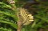 Orgyia antiquoides: Larva (breeding photo, material from N-Germany, Lower Saxony, region Hannover, near Neustadt am Rübenberge) [S]