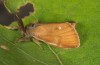 Orgyia antiquoides: Male (breeding photo, material from N-Germany, Lower Saxony, region Hannover, near Neustadt am Rübenberge) [S]