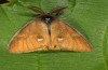 Orgyia antiquoides: Male (breeding photo, material from N-Germany, Lower Saxony, region Hannover, near Neustadt am Rübenberge) [S]