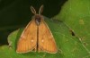 Orgyia antiquoides: Male (breeding photo, material from N-Germany, Lower Saxony, region Hannover, near Neustadt am Rübenberge) [S]