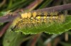 Orgyia antiquoides: Larva (breeding photo, material from N-Germany, Lower Saxony, region Hannover, near Neustadt am Rübenberge) [S]