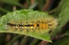 Orgyia antiquoides: Larva (breeding photo, material from N-Germany, Lower Saxony, region Hannover, near Neustadt am Rübenberge) [S]