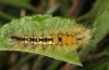 Orgyia antiquoides: Larva (breeding photo, material from N-Germany, Lower Saxony, region Hannover, near Neustadt am Rübenberge) [S]