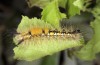 Orgyia antiquoides: Larva (breeding photo, material from N-Germany, Lower Saxony, region Hannover, near Neustadt am Rübenberge) [S]