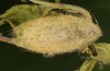 Orgyia antiquoides: Male Cocoon (breeding photo, material from N-Germany, Lower Saxony, region Hannover, near Neustadt am Rübenberge) [S]