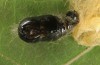 Orgyia antiquoides: Male pupa (breeding photo, material from N-Germany, Lower Saxony, region Hannover, near Neustadt am Rübenberge) [S]