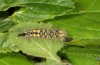 Orgyia antiquoides: Half-grown larva (breeding photo, material from N-Germany, Lower Saxony, region Hannover, near Neustadt am Rübenberge) [S]