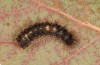 Ocneria atlantica: Larva (breeding) [S]