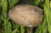 Orgyia aurolimbata: Female cocoon with hatched imago inside, staying there (e.l. rearing, Spain, Avila, Sierra de Gredos, larvae found in late June 2025) [S]