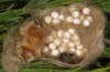 Orgyia aurolimbata: Female and eggs (e.l. rearing, Spain, Avila, Sierra de Gredos, larvae found in late June 2025) [S]