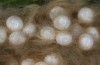 Orgyia aurolimbata: Eggs in the artificially opened cocoon (e.l. rearing, Spain, Avila, Sierra de Gredos, larvae found in late June 2025) [S]