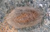 Orgyia aurolimbata: Male cocoon (e.l. rearing, Spain, Avila, Sierra de Gredos, larvae found in late June 2025) [S]