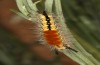 Orgyia aurolimbata: Larva (Spain, Avila, Sierra de Gredos, late June 2025) [M]