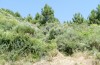 Orgyia aurolimbata: Larval habitat (Spain, Avila, Sierra de Gredos, late June 2025) [N]