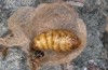 Orgyia aurolimbata: Female pupa (e.l. rearing, Spain, Avila, Sierra de Gredos, larvae found in late June 2025) [S]
