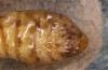 Orgyia aurolimbata: Female pupa (e.l. rearing, Spain, Avila, Sierra de Gredos, larvae found in late June 2025) [S]