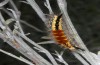 Orgyia aurolimbata: Larva (Spain, Avila, Sierra de Gredos, late June 2025) [M]