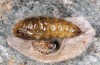 Orgyia aurolimbata: Female pupa (e.l. rearing, Spain, Avila, Sierra de Gredos, larvae found in late June 2025) [S]