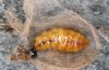 Orgyia aurolimbata: Female pupa (e.l. rearing, Spain, Avila, Sierra de Gredos, larvae found in late June 2025) [S]