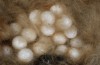 Orgyia aurolimbata: Eggs in the artificially opened cocoon (e.l. rearing, Spain, Avila, Sierra de Gredos, larvae found in late June 2025) [S]