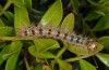 Lymantria dispar: Larva (Sardinia, May 2013) [N]