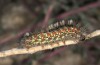 Orgyia dubia: Half-grown larva (Spain, Zaragoza, late May 2018) [M]