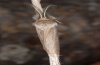 Laelia innotata: Männchen dorsal, Fuerteventura Februar 2011 [M]
