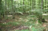 Actornis l-nigrum: Larval habitat in a beech forest. Young larvae can be found on the lower branches. [N]