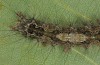 Lymantria monacha: Raupe (e.l. Tessin 2013) [S]