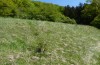 Penthophera morio: Larval habitat (Lower Austria, Klein-Pöchlarn, early May 2017) [N]