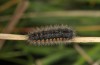 Penthophera morio: Half-grown larva (Lower Austria, Klein-Pöchlarn, early May 2017) [N]