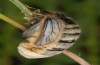 Penthophera morio: Weibchen (e.l. Niederösterreich, Klein-Pöchlarn, Raupe Anfang Mai 2017) [S]