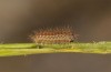 Penthophera morio: Larva in the first instar (e.l. rearing, Lower Austria, Klein-Pöchlarn, larva in early May 2017) [S]