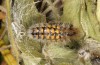 Penthophera morio: Männliche Puppe (e.l. Niederösterreich, Klein-Pöchlarn, Raupe Anfang Mai 2017) [S]
