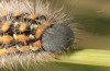 Penthophera morio: Female larva (Lower Austria, Klein-Pöchlarn, early May 2017) [N]