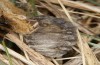 Orgyia recens: Female (e.l. rearing, Romania, Cluij-Napoca, larva in early May 2021) [S]