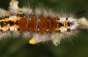 Orgyia recens: Larva (Romania, Cluij-Napoca, early May 2021) [M]
