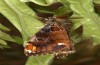 Orgyia recens: Male (e.l. rearing, Romania, Cluij-Napoca, larva in early May 2021) [S]