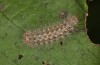 Ocneria rubea: Halbwüchsige Raupe nach der Überwinterung (e.l. Spanien, Sierra de Gredos, Jungraupe Mitte Oktober 2021) [S]
