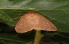 Ocneria rubea: Weibchen (e.l. Spanien, Zaragoza, Monegros, Raupe Anfang Mai 2022) [S]