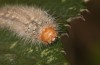 Ocneria rubea: Larva (e.l. rearing, Spain, Sierra de Gredos, young larva in mid-October 2021) [S]