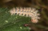 Ocneria rubea: Larva (e.l. rearing, Spain, Sierra de Gredos, young larva in mid-October 2021) [S]