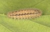 Ocneria rubea: Larva (e.l. rearing, Spain, Sierra de Gredos, young larva in early May 2022) [S]