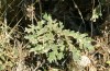 Ocneria rubea: Larvalhabitat mit bodennahen Trieben der Pyrenäen-Eiche mit starken Fraßspuren und Raupen auf Blattunterseiten (Spanien, Sierra de Gredos, Mitte Oktober 2021) [N]